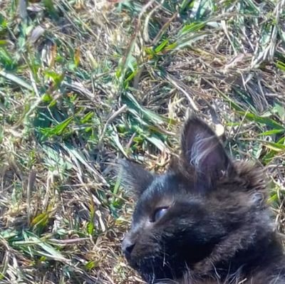 heusedcallmepo1's profile picture. ya nmms