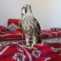 Ghanem Ali (@ghanema51893194) Twitter profile photo