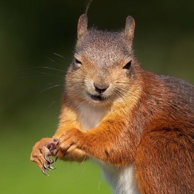 Sefton Coast Red Squirrels - Red Squirrel conservation in the North Merseyside and West Lancashire Stronghold - including Formby, Ainsdale, Crosby, Southport