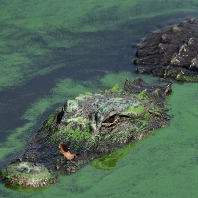 TheGeneral2442's profile picture. Just a confused man