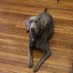 IggyMom (Jen) (@iggymom6) Twitter profile photo IggyMom (Jen) (@iggymom6) Twitter profile photo