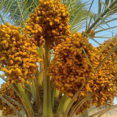 HHasanpaytren's profile picture. 