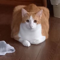 Nimitz (@785d4772a24f415) 's Twitter Profile