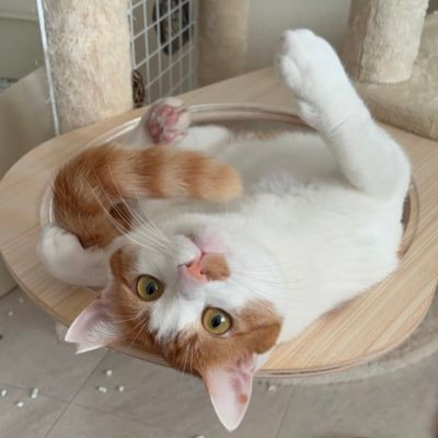猫と暮らす人🐱世の中の知りたい事をひたすら収集。いろいろな職業を経て保育業界にもどりワイワイお仕事しています。おうちの方がお迎えに来らるまで大切なお子様をお預かりしています。子供たちが愛に包まれてずっと笑顔ですごせますように(*´˘`*)♡