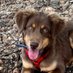 Lacey (@dogdazedpatriot) Twitter profile photo Lacey (@dogdazedpatriot) Twitter profile photo