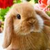 RabbitSoldier18🌸🐰🌸 (@rabitsoldier18) Twitter profile photo RabbitSoldier18🌸🐰🌸 (@rabitsoldier18) Twitter profile photo