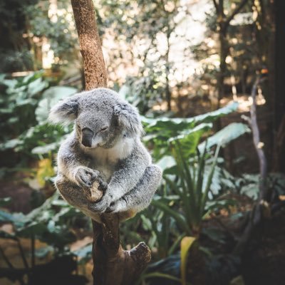 SEMPITERNALS0UL's profile picture. tree hugger & ariana lover🖤☁️