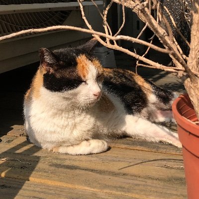 炸蝦さんのプロフィール画像