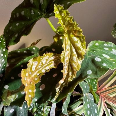 I’m a learning houseplant enthusiast with a focus on propagation and plant rehab! Hoarder of Begonia Maculata. Currently obsessed with all types of Alocasia.