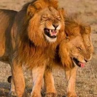 Mbari Samalinga (@weapaulo) 's Twitter Profile