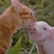 adhika60886's profile picture. Web 3 | Crypto Enthusiast 😊.. NFT degen|| ALWAYS DYOR|| NOT A FINANCIAL ADVICER|| COLLAB MANAGER @AD_Universe_ . Open to set up Collabs 🤝 SUB @Orev_aa