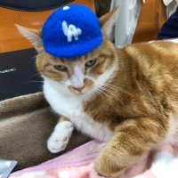 ブロッサム（ねこぱんちのメンバー） (@blossom_nkp) Twitter profile photo