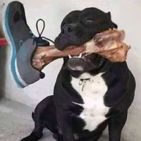 perro sin cola. (@jotage85005872) 's Twitter Profile Photo