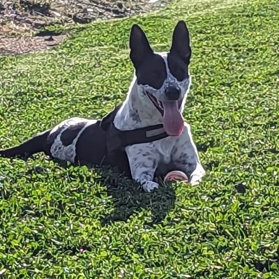Dog lover. Gardener. Crypto Degen...