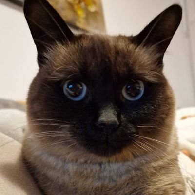 Petroiu3's profile picture. project 2025 |crypto degen| have fun on X