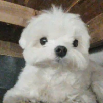 posiesss's profile picture. ꔫ                                                                                                
                                                    ꒰ᐢ. .ᐢ꒱₊˚⊹