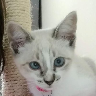 dailyylulu's profile picture. 1 lulu per hour