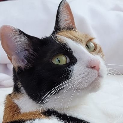 神楽🐾 Profile