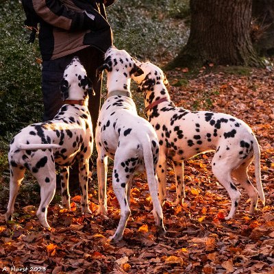 Short, old(ish) woman. Proud possesor of three Dalmatians and one husband.