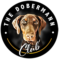 Community, membership, info & fun for all Dobermann lovers and owners - Coming Soon! 🐾