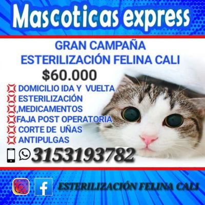 Esterilización Felina Cali - Mascoticas Expressさんのプロフィール画像