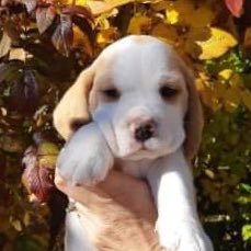 ToyTradeGuy's profile picture. 