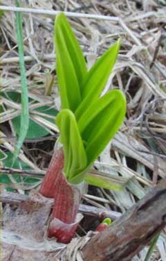 rusoninoue's profile picture. ３０年間、高血圧とアレルギーに悩まされてきましたが、ようやくここ２年間落ち着きました。齢～才の躍動的な？爺です。世間よし、買い手よし、売り手よしの、三方よしの精神を受け継ぐ、近江商人の末裔です。