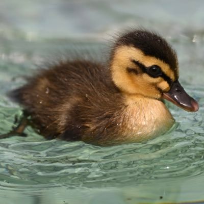 野鳥観察に興味のある方を募集しています😀 お散歩気分でバードウォッチングを楽しみませんか？ 活動は都内の公園が多いです。 開催日は主に平日ですが、月に1日位は土日開催もできそうです。🐣初心者大歓迎です🐤野鳥に詳しいメンバーがおりますので しっかりサポートします。会の概要はリンク先よりご確認下さい🤲