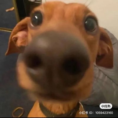xiaoning_7's profile picture. 🌈🐺les女同 t 0.5 sub brat m 脑子不好的别来沾边 不论男女