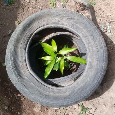 Dalhartu_'s profile picture. Alhamdulillah🙏 || Environmental Steward || Sustainability Enthusiast