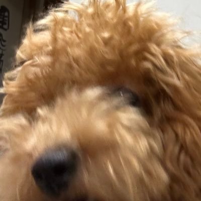 あつ森さんのプロフィール画像