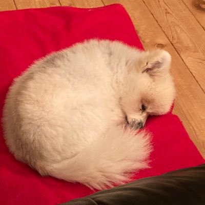 liricoleggero11's profile picture. れいわ新選組 れいわオーナーズ