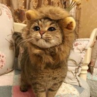 leoncito2487 (@leoncito2477) 's Twitter Profile