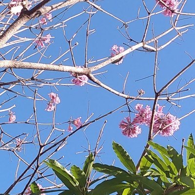 Uma cidadã em busca de conhecimento e aprimoramento diante de tantas mensagens/atitudes controversas.
PTralhada aqui não se cria - BLOCK na hora