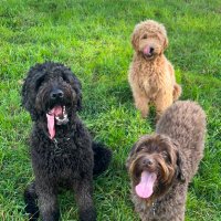 Jayn, Doodles & Co. (@jaynlab) 's Twitter Profile