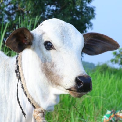 Trying to Save COWS, Discarded after Exploitation for Milk, from Ending up in Slaughter to Provide them a Second Shot at LIFE without Abuse - Cows Born Again