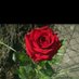 القلب المجروح المجروح (@almjrwhalq23080) Twitter profile photo القلب المجروح المجروح (@almjrwhalq23080) Twitter profile photo