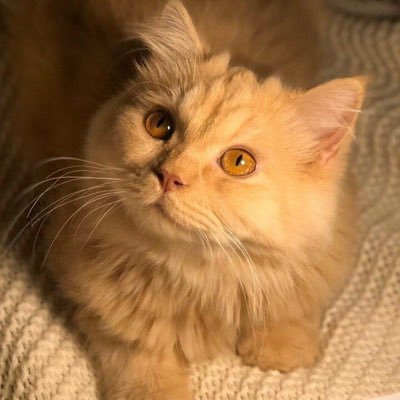 ameeh2040's profile picture. •┈••✦ ذات يوم أخبرت والدتي أنني أخاف من الظلام والأموات . نظرت إليّ والدتي وقالت: ( أنت مسكينه بل عليك أن تخاف من الأحياء فهم أشد ظلاماً و أكثر ظلماً.. )