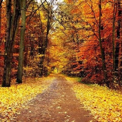 dbedsan's profile picture. 