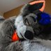 DJ Wolf After Bark (@DisjointWolfyAD) Twitter profile photo