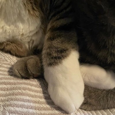 banan_smolkot's profile picture. russia IS A TERRORIST state!
Every meter gained by ru = closer strike EU is next!
Human lives more important than money
AutoBock=TOO many russ/bot/troll farms
