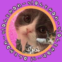 ねこもち⊕くま吉(@nekomochigosu) 's Twitter Profile Photo