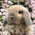 bunnyhead (@bunnyheadtimes) Twitter profile photo