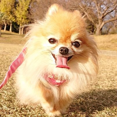 syuriaちゃん🐶🍇さんのプロフィール画像