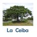 LA CEIBA (@beydf11) Twitter profile photo
