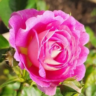 Soul45584449's profile picture. 