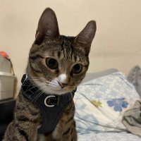 Choco (@chococat1222) 's Twitter Profile