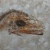 Alice (sinosauropteryx queen) (@lemonwarrior) Twitter profile photo Alice (sinosauropteryx queen) (@lemonwarrior) Twitter profile photo