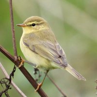OTBT birder (@birderotbt) 's Twitter Profile Photo OTBT birder (@birderotbt) 's Twitter Profile Photo