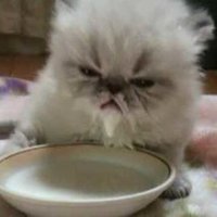lazycrazy (@lazycrazy2003) 's Twitter Profile